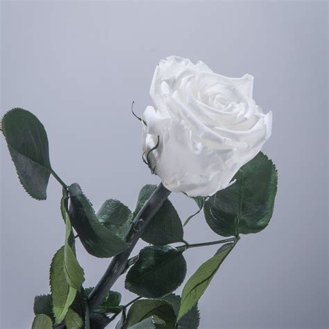 White magoc rose